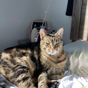 Meet your Posher, Alexa